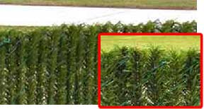 Hedge Link vs Permahedge